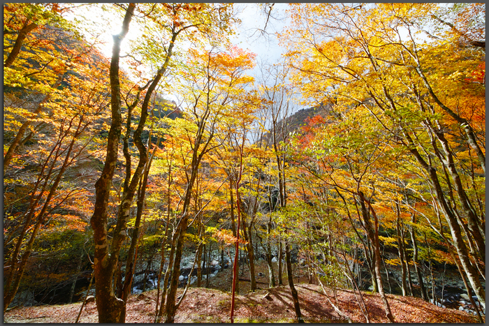 お写ん歩: SIGMA 50-100mm F1.8 DC HSM Artアーカイブ