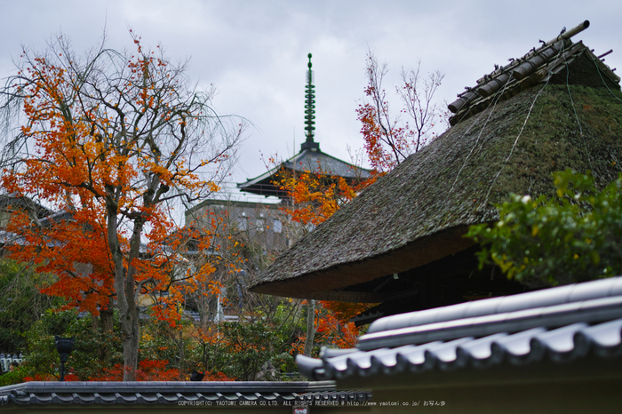 京都ぶらり歩き_SDQH0039,2016yaotomi.jpg