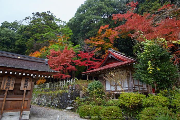 出雲大神宮,紅葉_IMG_9224,2016yaotomi_.jpg