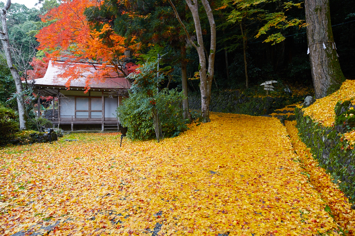 出雲大神宮,紅葉_IMG_9226,2016yaotomi_.jpg