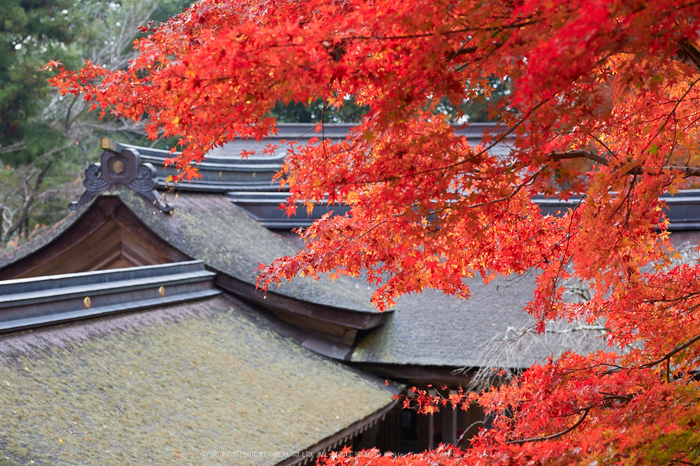 出雲大神宮,紅葉_IMG_9232,2016yaotomi_.jpg