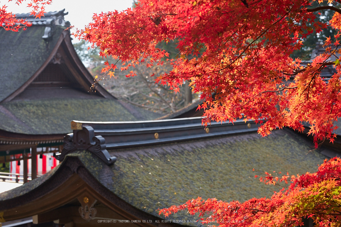 出雲大神宮,紅葉_IMG_9266,2016yaotomi_.jpg