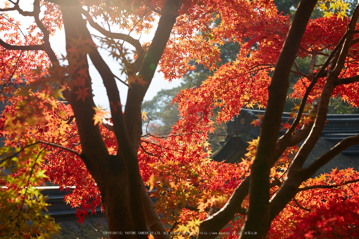 出雲大神宮,紅葉_IMG_9268,2016yaotomi_.jpg