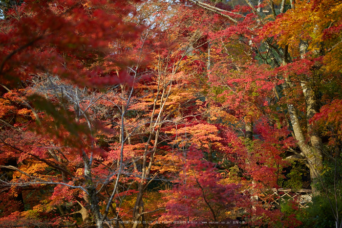 出雲大神宮,紅葉_IMG_9322,2016yaotomi_.jpg