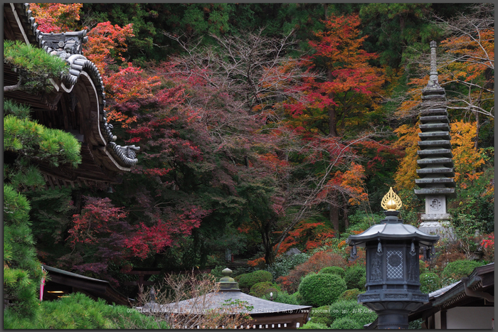 岡寺(PB230015,47-mm,F6.3,iso200)2016yaotomi_T.jpg