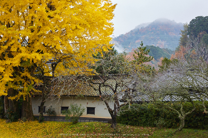 摩氣神社,紅葉_IMG_8668,2016yaotomi_.jpg