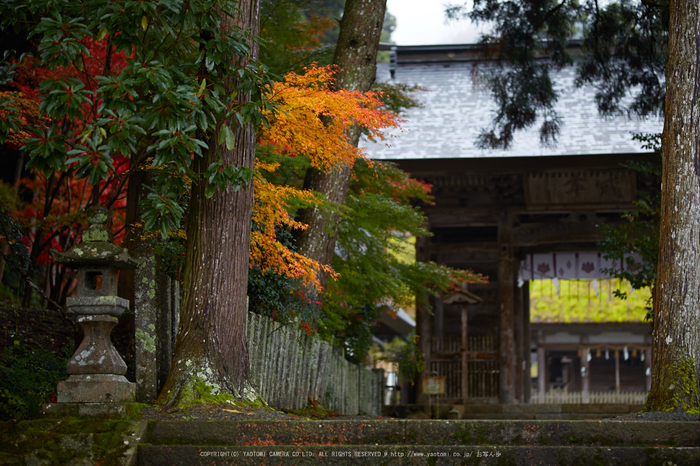 摩氣神社,紅葉_IMG_8675,2016yaotomi_.jpg