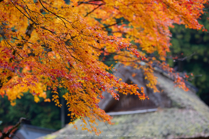 摩氣神社,紅葉_IMG_8731,2016yaotomi_.jpg