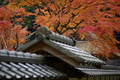 摩氣神社,紅葉_IMG_8734,2016yaotomi_ (2).jpg