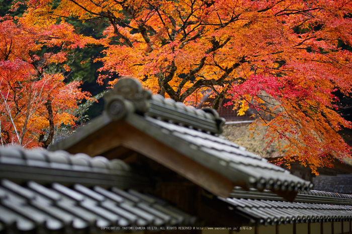 摩氣神社,紅葉_IMG_8734,2016yaotomi_.jpg