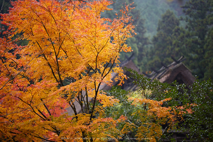 摩氣神社,紅葉_IMG_8743,2016yaotomi_.jpg