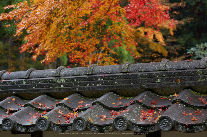 摩氣神社,紅葉_IMG_8749,2016yaotomi_.jpg