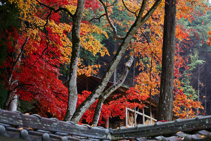 摩氣神社,紅葉_IMG_8760,2016yaotomi_.jpg