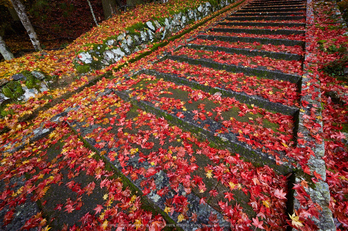 玉雲寺,紅葉_IMG_8788,2016yaotomi_.jpg