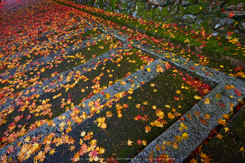 玉雲寺,紅葉_IMG_8793,2016yaotomi_.jpg