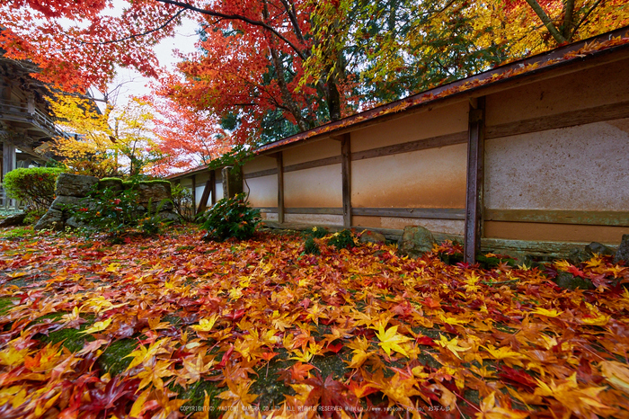 玉雲寺,紅葉_IMG_8826,2016yaotomi_.jpg