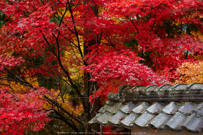 玉雲寺,紅葉_IMG_8832,2016yaotomi_ (2).jpg