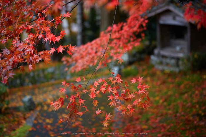 玉雲寺,紅葉_IMG_8838,2016yaotomi_.jpg