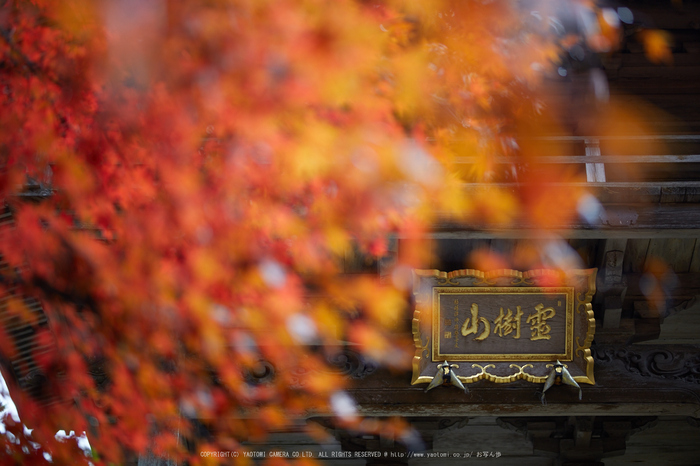 玉雲寺,紅葉_IMG_8841,2016yaotomi_.jpg