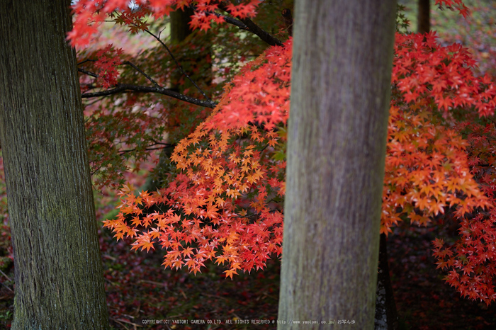 玉雲寺,紅葉_IMG_8860,2016yaotomi_.jpg