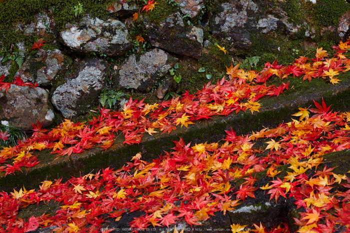 玉雲寺,紅葉_IMG_8868,2016yaotomi_.jpg