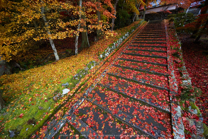 玉雲寺,紅葉_IMG_8876,2016yaotomi_.jpg