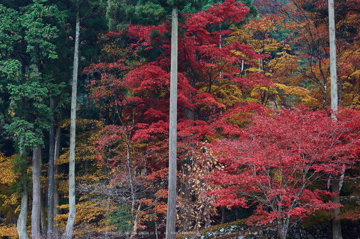 玉雲寺,紅葉_IMG_8884,2016yaotomi_.jpg