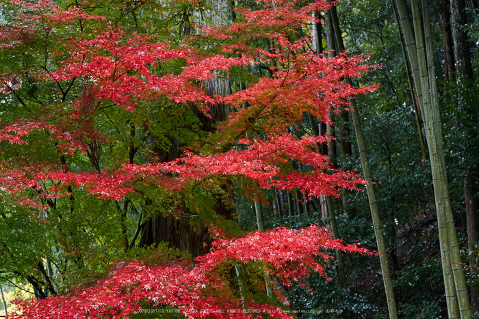 積善寺,紅葉_IMG_8713,2016yaotomi_.jpg