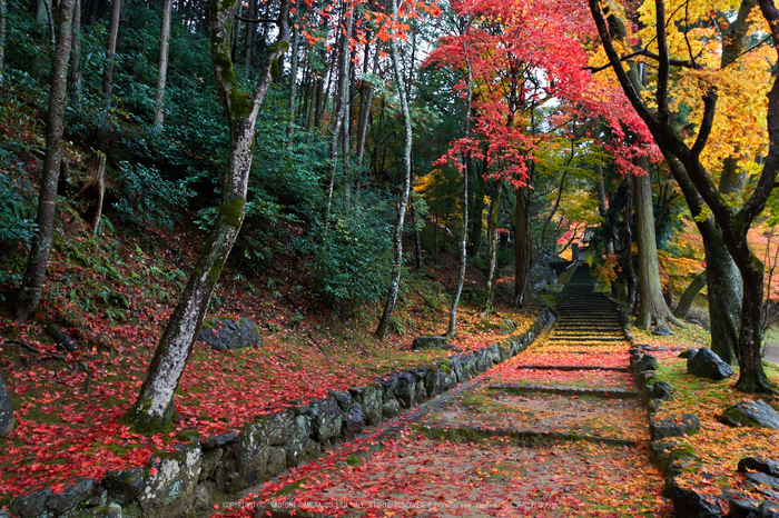 積善寺,紅葉_IMG_8908,2016yaotomi_.jpg