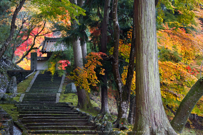 積善寺,紅葉_IMG_8935,2016yaotomi_.jpg