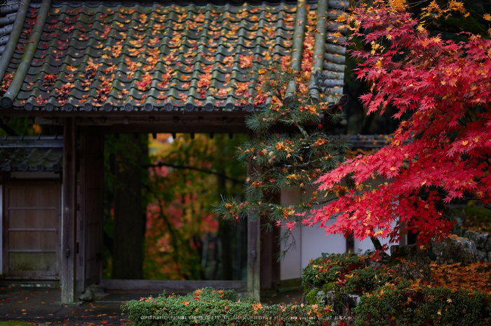 積善寺,紅葉_IMG_8946,2016yaotomi_.jpg