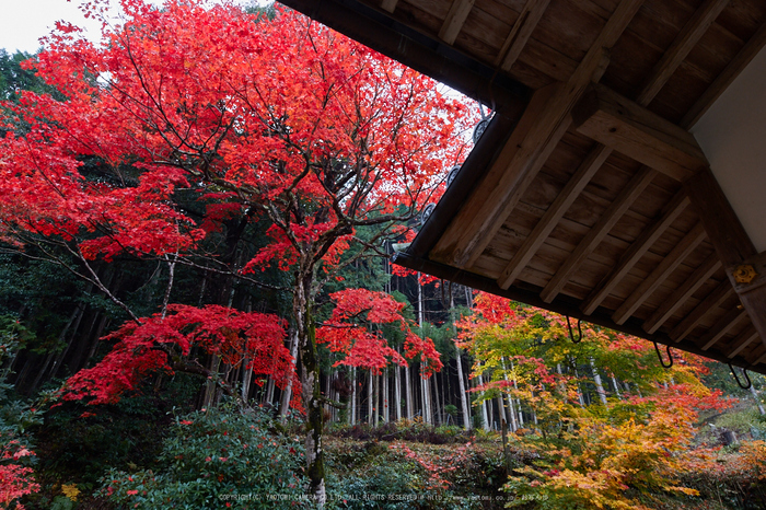 積善寺,紅葉_IMG_8957,2016yaotomi_.jpg