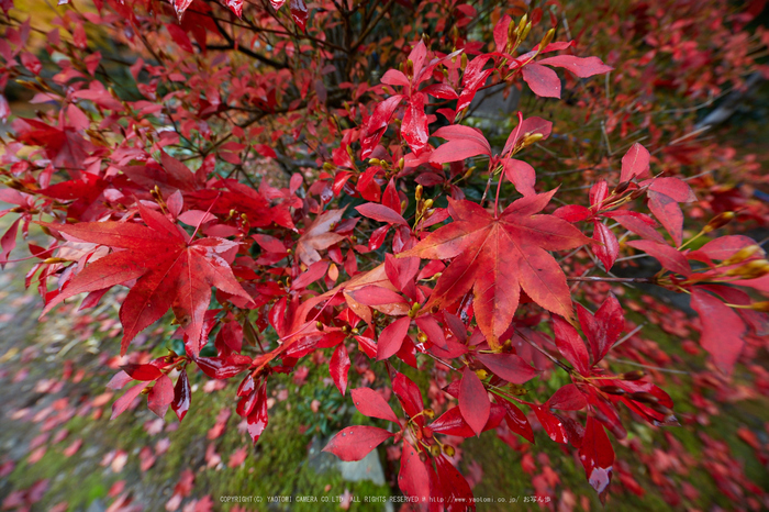 積善寺,紅葉_IMG_8962,2016yaotomi_.jpg