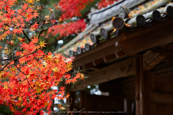 積善寺,紅葉_IMG_8978,2016yaotomi_.jpg