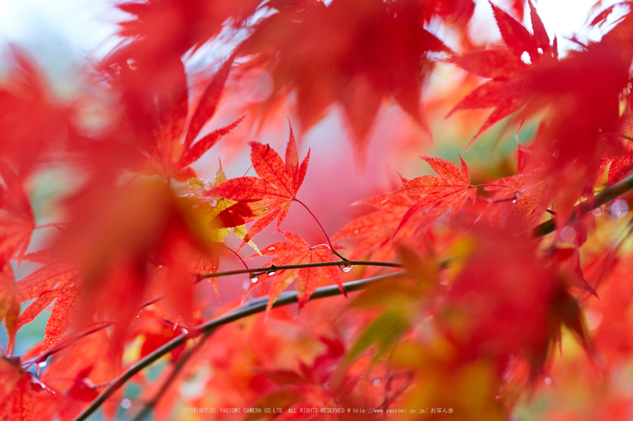 積善寺,紅葉_IMG_9002,2016yaotomi_.jpg