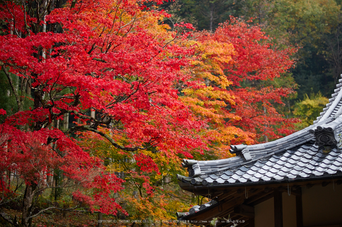 積善寺,紅葉_IMG_9007,2016yaotomi_.jpg