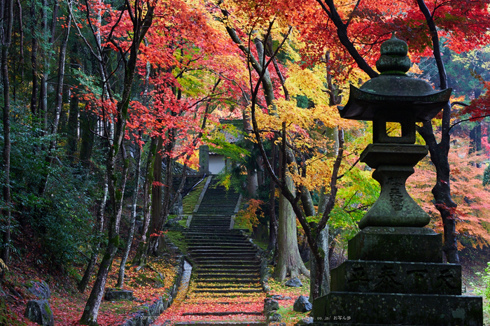 積善寺,紅葉_IMG_9070,2016yaotomi_.jpg