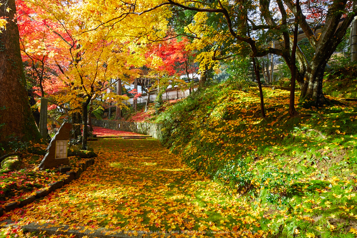 苗秀寺,紅葉_IMG_9082,2016yaotomi_.jpg