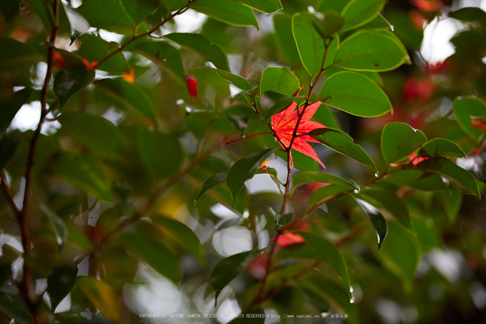 苗秀寺,紅葉_IMG_9120,2016yaotomi_.jpg