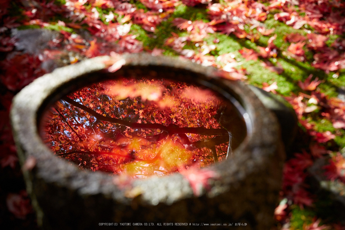 苗秀寺,紅葉_IMG_9128,2016yaotomi_.jpg