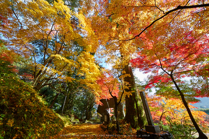 苗秀寺,紅葉_IMG_9136,2016yaotomi_.jpg