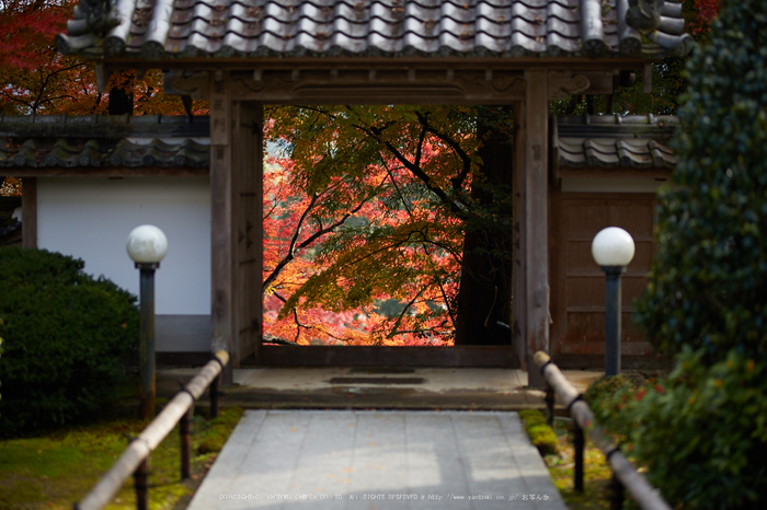 苗秀寺,紅葉_IMG_9164,2016yaotomi_.jpg