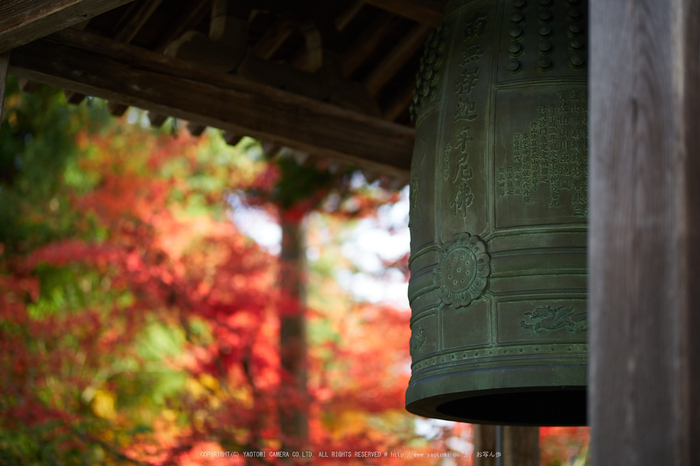 苗秀寺,紅葉_IMG_9167,2016yaotomi_.jpg