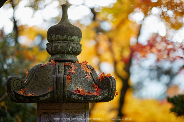 苗秀寺,紅葉_IMG_9174,2016yaotomi_.jpg