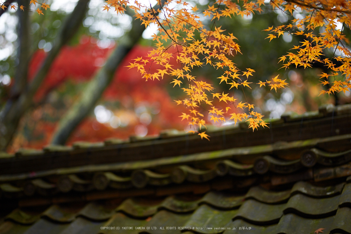 苗秀寺,紅葉_IMG_9177,2016yaotomi_.jpg