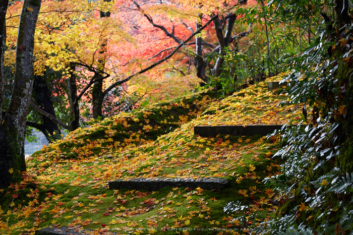 苗秀寺,紅葉_IMG_9189,2016yaotomi_.jpg