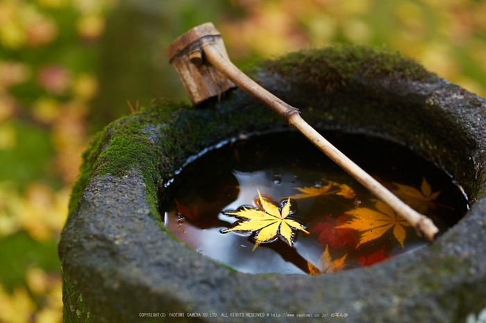 苗秀寺,紅葉_IMG_9197,2016yaotomi_.jpg