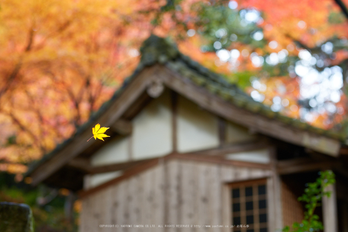 苗秀寺,紅葉_IMG_9210,2016yaotomi_.jpg