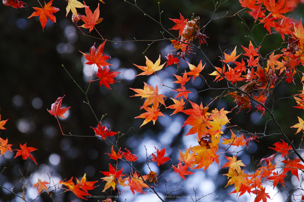 SIGMA sd Quattro H ／ 24-105mm F4 DG OS HSM|Art の組み合わせ試写 