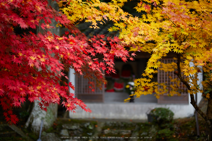 京都 亀岡 紅葉紀行「積善寺」 2016 ／ シグマ SIGMA 85mm F1.4
